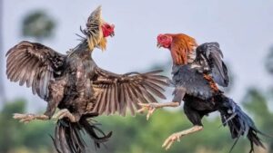 Giới thiệu về đá gà và lý do nên biết mẹo đá gà cựa