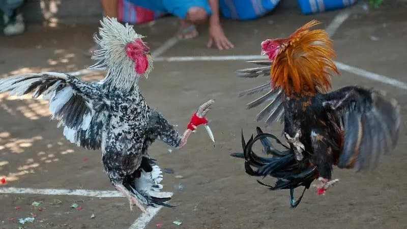 Mẹo đá gà cựa qua cách chọn giống và nuôi dưỡng