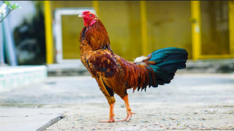 Mẹo đá gà cựa qua cách huấn luyện vần đòn và thi đấu